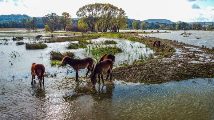 stado divokych koni Rostislav Matuska 1 | Kontakt